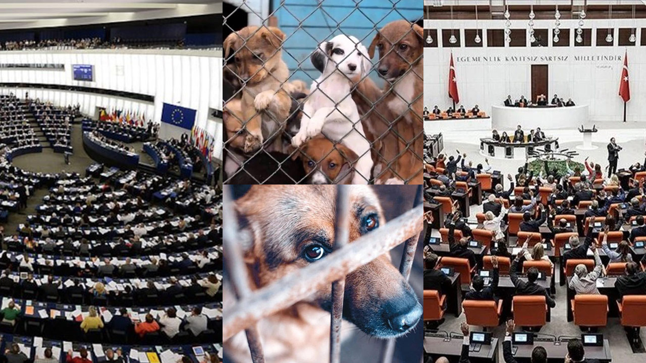 Avrupa Parlamentosu’ndan TBMM’ye sokak köpekleri çağrısı… İsviçre ve Avusturyalı derneklerden mektup